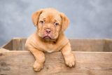 dogue-de-bordeaux-1047521_1280.jpg