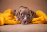 depositphotos_54224319-stock-photo-pet-american-pit-bull-terrier.jpg