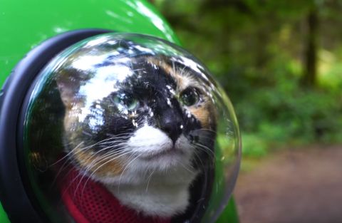 1593765988_HaniCat1.PNG