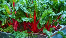 swiss-chard-3641280_1280.jpg