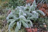 stachys-byzantina-213618_960_720.jpg