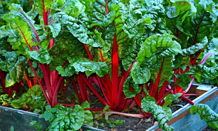 swiss-chard-3641280_1280.jpg