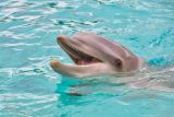 1594193927_Delfin.jpg