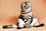 1594110182_cat-2934720_1280.jpg