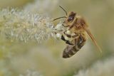 bee-2373914_960_720.jpg