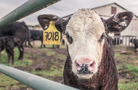 calf-362170_960_720.jpg