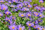 1594036105_Aster.jpg