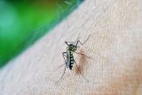 1592487535_mosquito-213805_640.jpg