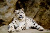 1594210929_sneyni-leopad.jpg