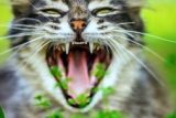 depositphotos_31534859-stock-photo-gray-cat-yawns.jpg