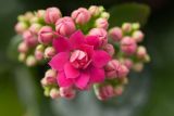 depositphotos_46456891-stock-photo-kalanchoe-house-plant.jpg