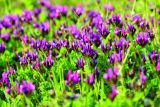 Depositphotos_145206289_xl-2015.jpg
