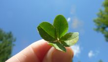 1595238390_four-leaf-clover-19776_1280.jpg