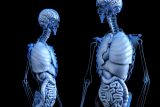 1594978675_anatomical-2261006_1920.jpg