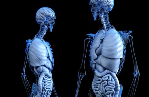 1594978675_anatomical-2261006_1920.jpg