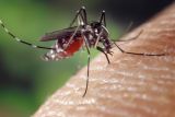 1594901476_mosquito-1332382_1280.jpg