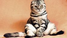 1594110182_cat-2934720_1280.jpg